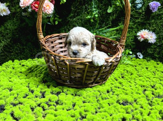 En Mi̇ni̇k Boy Malti̇poo Bebekler görsel