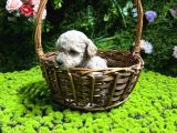 Teacup Malti̇poo Bebekler
