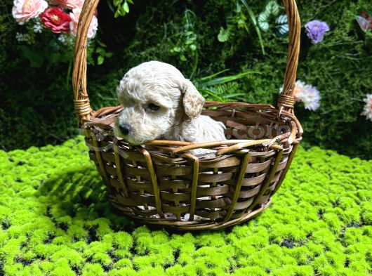 Teacup Malti̇poo Bebekler görsel