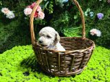 Teacup Malti̇poo Bebekler
