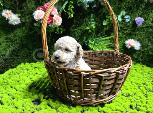 Teacup Malti̇poo Bebekler görsel