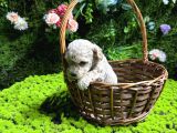 Teacup Malti̇poo Bebekler
