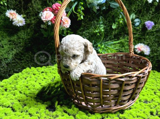 Teacup Malti̇poo Bebekler görsel