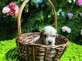 TEACUP MALTİPOO BEBEKLER
