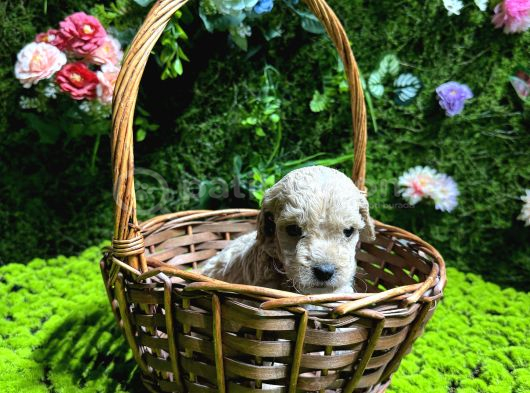 Teacup Malti̇poo Bebekler