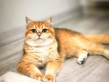 British shorthair ny12 kızımız