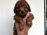 Toypoodle Garantilidir