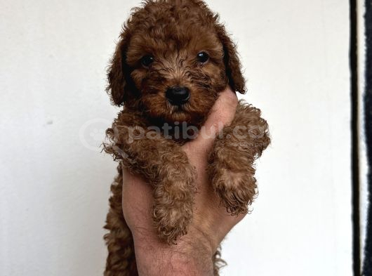 Toypoodle Garantilidir görsel