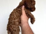 Toypoodle Garantilidir