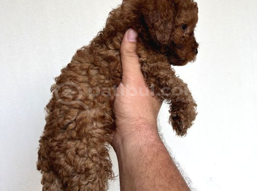 Toypoodle Garantilidir görsel