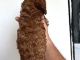 Toypoodle Garantilidir