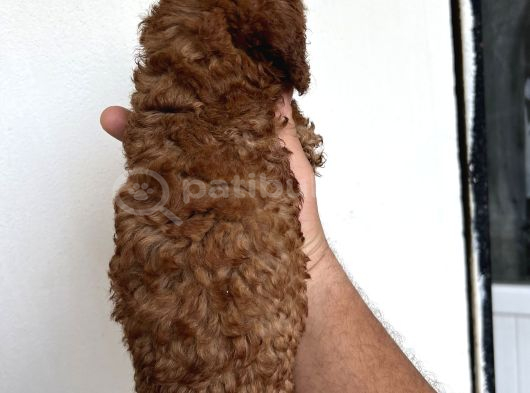 Toypoodle Garantilidir görsel
