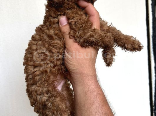 Toypoodle Garantilidir görsel