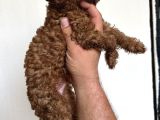 Toypoodle Garantilidir