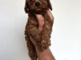 Toypoodle Garantilidir