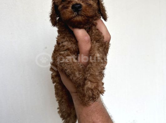 Toypoodle Garantilidir görsel