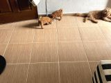 Toypoodle Garantilidir