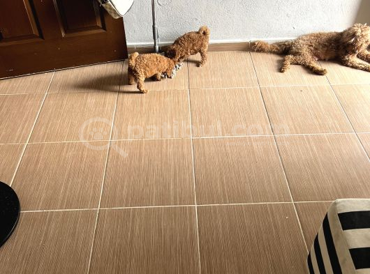 Toypoodle Garantilidir görsel