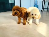 Toy Poodle Yavrular Teslime Hazır