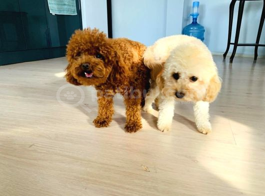 Toy Poodle Yavrular Teslime Hazır görsel