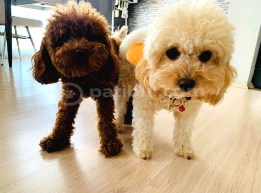 Toy Poodle Yavrular Teslime Hazır görsel