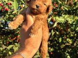Toy Poodle Yavrular Teslime Hazır