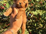 Toy Poodle Yavrular Teslime Hazır