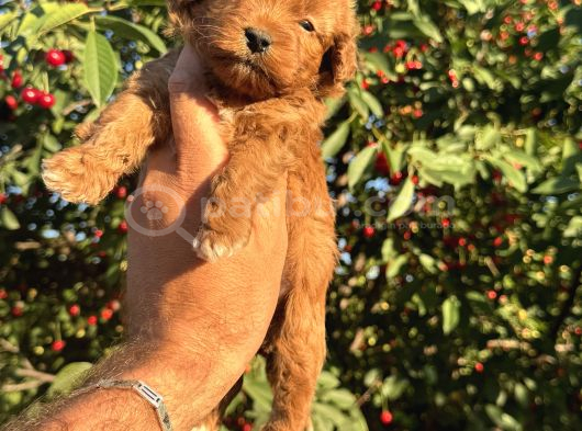 Toy Poodle Yavrular Teslime Hazır görsel