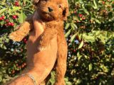 Toy poodle yavrular teslime hazır