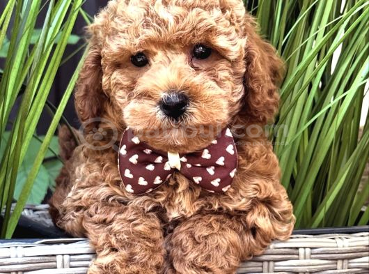 Red Toy Poodle Bebekler