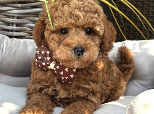 Red Toy Poodle Bebekler görsel