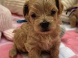 KORE MALTİPOO YAVRULARIMIZ
