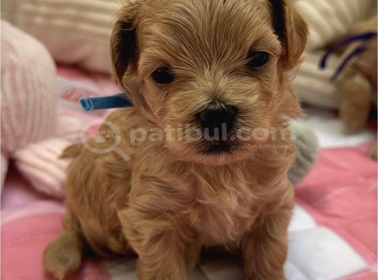 Kore Malti̇poo Yavrularimiz
