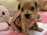 Kore Malti̇poo Yavrularimiz