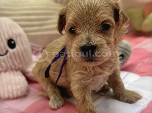 Kore Malti̇poo Yavrularimiz görsel