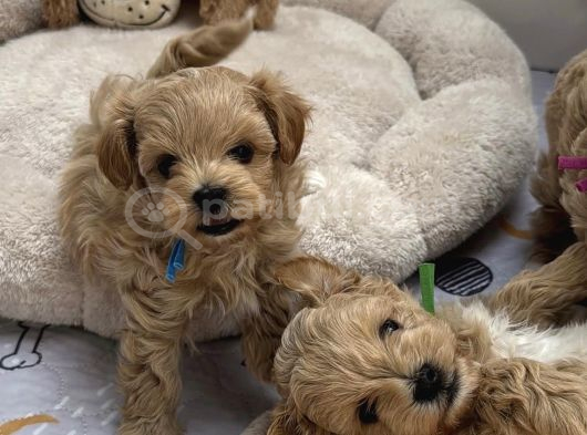 Safkan Kore Malti̇poo Yavrular görsel