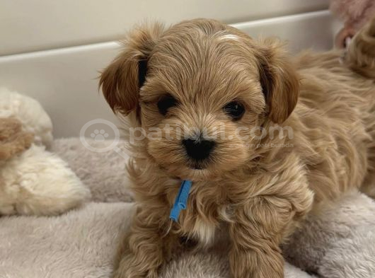Safkan Kore Malti̇poo Yavrular