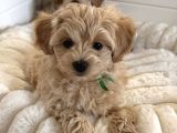 WC EĞİTİMLİ MALTİPOO YAVRULARIMIZ