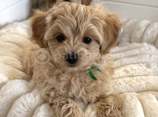 Wc Eği̇ti̇mli̇ Malti̇poo Yavrularimiz