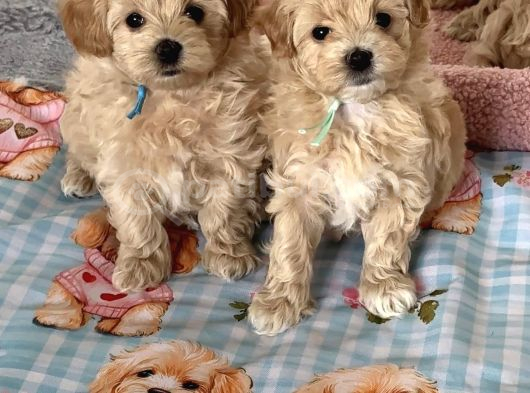 Wc Eği̇ti̇mli̇ Malti̇poo Yavrularimiz görsel