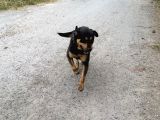 Bakımlı 3 Yaş Erkek Rottweiler Kırması  Aşıları Tam