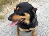 Bakımlı 3 Yaş Erkek Rottweiler Kırması  Aşıları Tam