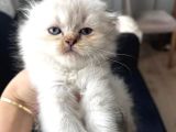 SAFKAN BRİTİSH BEBEKLERİMİZ YENİ EVLERİNE HAZIR
