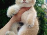 Profesyonel Altin Golden Bri̇ti̇sh Bear Face