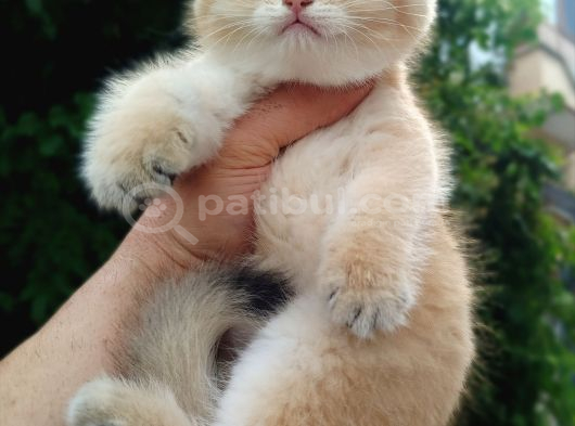 Profesyonel Altin Golden Bri̇ti̇sh Bear Face görsel