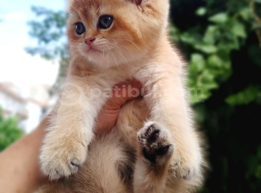 Profesyonel Altin Golden Bri̇ti̇sh Bear Face görsel