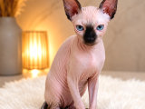 Safkan Sfenks Sphynx  Canadian Sphynx Yavruları  2.5 Aylık