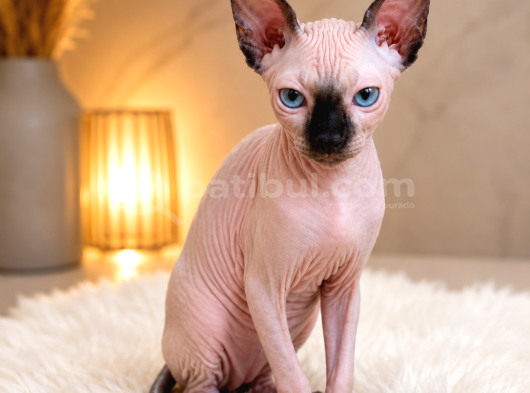 Safkan Sfenks Sphynx  Canadian Sphynx Yavruları  2.5 Aylık