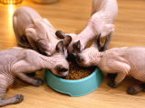 Safkan Sfenks Sphynx  Canadian Sphynx Yavruları  2.5 Aylık