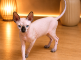 Safkan Sfenks Sphynx  Canadian Sphynx Yavruları  2.5 Aylık